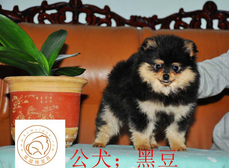 铁包金博美小公犬;黑豆 已售西安