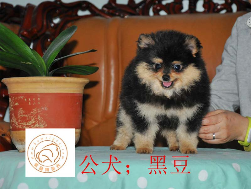 铁包金博美小公犬;黑豆 已售西安